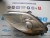 FARO SINISTRO FIAT BRAVO ANNO 2008